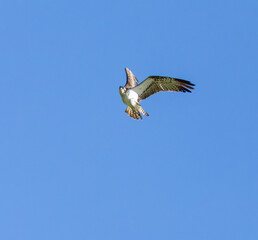 Osprey hovering above a pond in search of fish