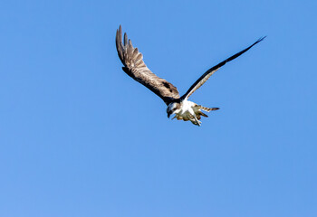 Osprey hovering above a pond in search of fish