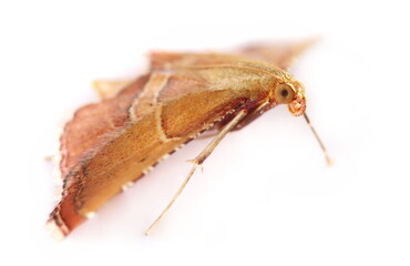 Small red orange European moth isolated on white