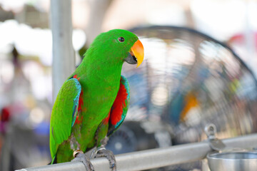 electus parrot bird standing on long bar.