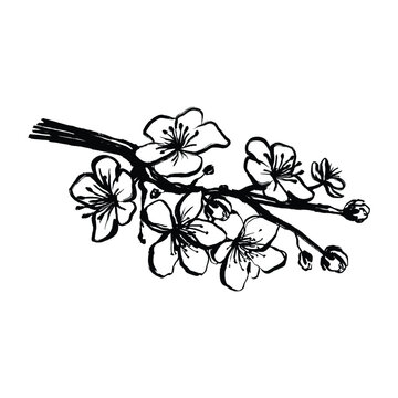 Cherry blossom illustration. Cherry blossom ink splatter drawing. Cherry blossom vintage painting in suibokuga style. Sakura flower drawing