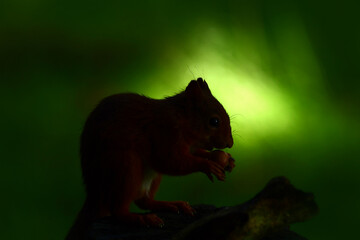 squirrel in the forest
