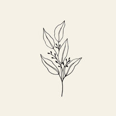 Hand drawn eucalyptus branch illustration