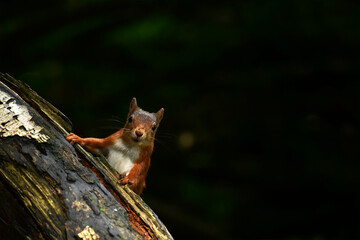 red fox in a tree