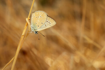 Cute brown Butterfly. Nature background. 