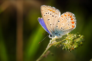 Butterfly. Common Blue. Close up nature. Nature background. 