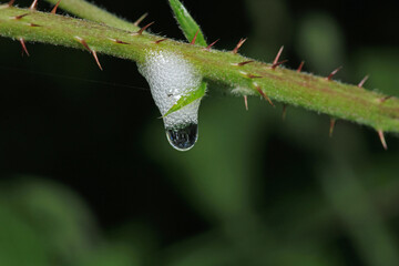 cercopis vulnerata red insect photo