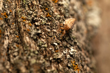 Citrus flatid planthopper. Agalmatium bilobum. Macro nature. Nature background. 