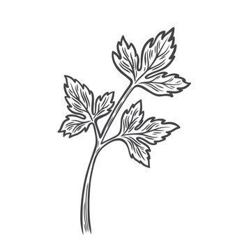 parsley sprig black and white drawing clip art preview