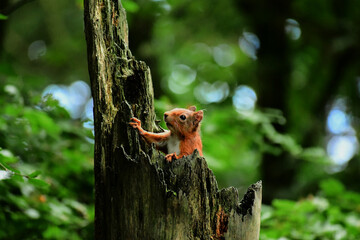 squirrel on a tree