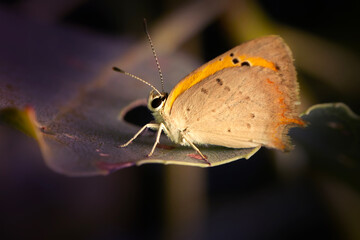Butterfly. Lycaena phlaeas. Small Copper. Nature background. 