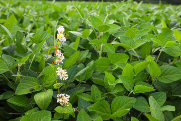 Soybean fields. A single stalk of buckwheat blossom among soybean plants at sunrise. Blurred...