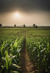 Naklejka premium Cornfield