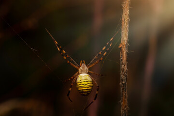 Spider. Close up nature. Nature background. Argiope bruennichi (Wasp spider)