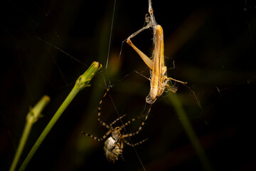 Spider and its prey. Argiope Lobata. Polyommatus agestis. Brown Argus. Close up nature. Nature background. 