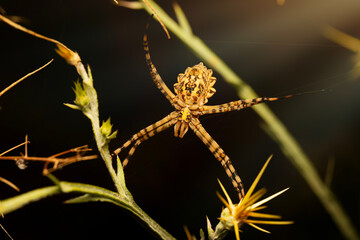 Spider. Close up nature. Nature background.