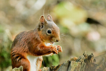squirrel eating nut