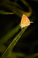Butterfly. Common Blue. Close up nature. Nature background. 