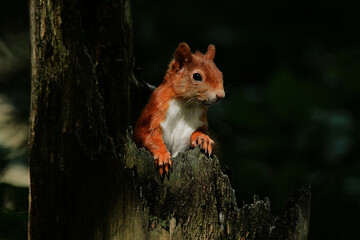 squirrel on a tree