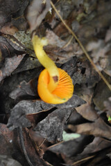 Champignons Fiducie Mont Pinacle 10 Août 2024