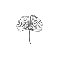 Hand Drawn Illustration of a Ginkgo Leaf