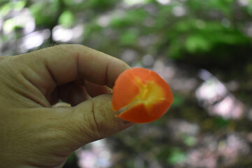 Champignons Fiducie Mont Pinacle 10 Ao&ucirc;t 2024