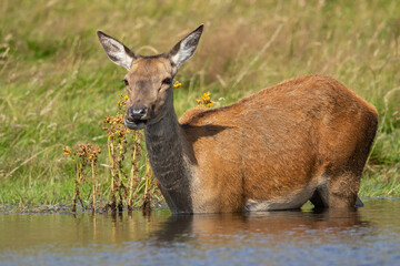 Fototapeta premium Red deer hind in the water in the pond on a hot day