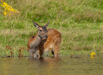 Red deer hind in the water in the pond on a hot day