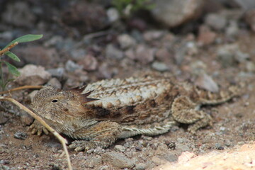 Horny toad on the ground