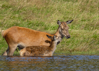 Red deer hind and her fawn in the water cooling down in the heat