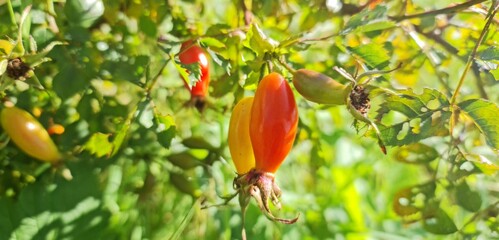 Rose hips (Rosa moyesi 'Geranium')
