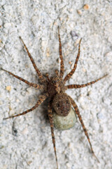 agelena labyrinthica spider macro photo