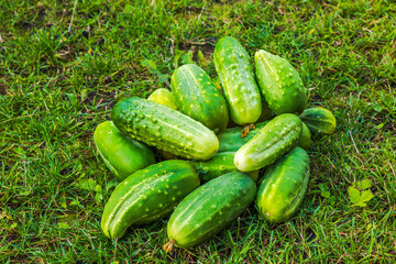 Close-up view of harvest of cucumbers lying on green lawn in garden.