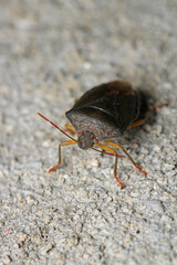 Halyomorpha Halys insect macro photo