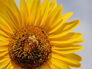 Naklejka premium Bee collecting pollen on a sunflower 
