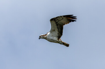 Osprey hovering above a pond in search of fish