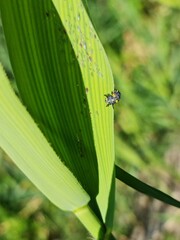 Coccinella septempunctata, ladybug 