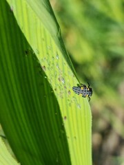 Coccinella septempunctata, ladybug