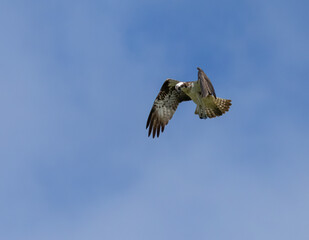 Osprey hovering above a pond in search of fish