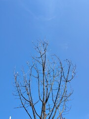 Obraz premium tree against sky