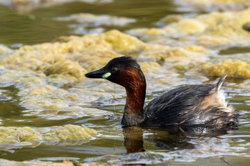 Little Grebe (Tachybaptus ruficollis) in Father Collins Park, Dublin, Ireland