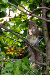 Grey Squirrel (Sciurus carolinensis) in Father Collins Park, Dublin, Ireland