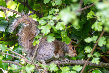 Grey Squirrel (Sciurus carolinensis) in Father Collins Park, Dublin, Ireland