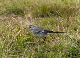 Juvenile pied wagtail bird foraging for bugs in the grass