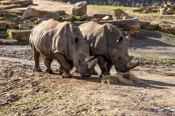 Southern White Rhino (Ceratotherium simum simum) in Savannahs and Grasslands of Southern Africa