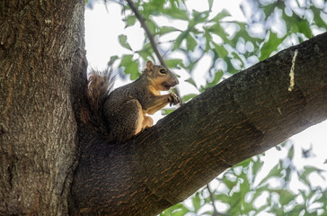 Squirrel in a tree eating a nut