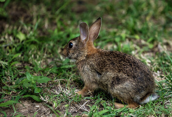 rabbit in the grass 
