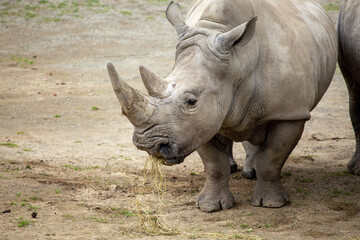 Fototapeta premium Southern White Rhino (Ceratotherium simum simum) in Savannahs and Grasslands of Southern Africa