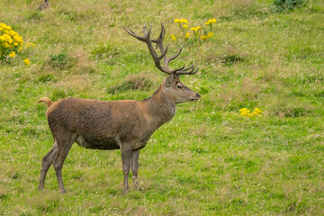 Stag with velvet on his antlers in a green meadow with yellow ragwort plants