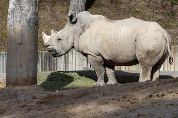Northern White Rhino (Ceratotherium simum cottoni) in Protected Reserves, Kenya
